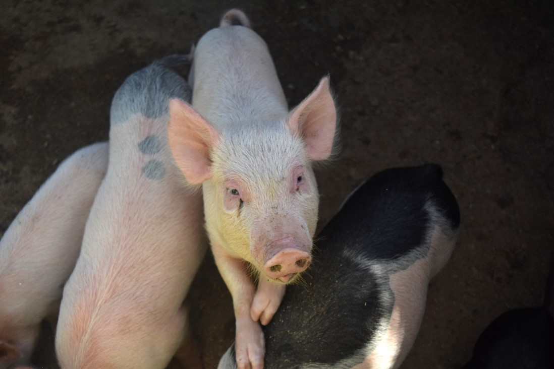 3. February 4 Ceva Santé Animale Reorganizes Shareholding Structure; Continental Grain Company Joins Investor Group.