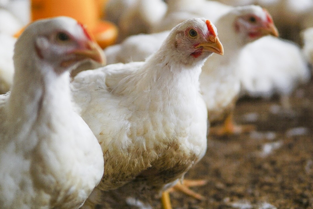 Cargill and Continental Grain Company to Acquire Sanderson Farms for $203 per Share in Cash and Create a Leading U.S. Poultry Company