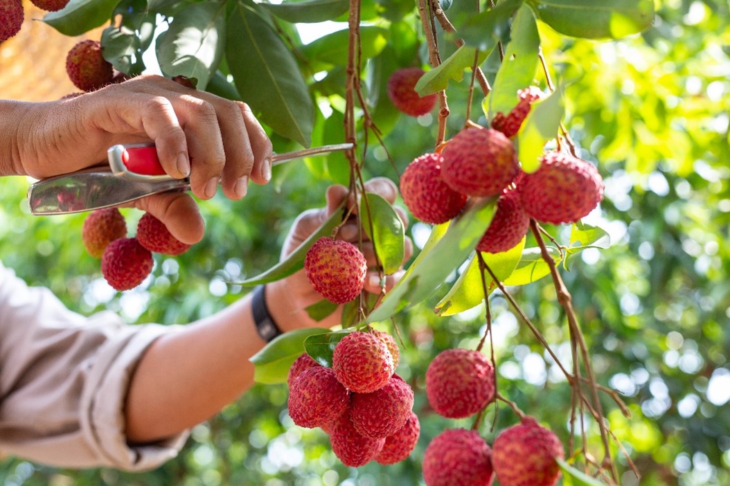 Agroberries to Invest ~€40 million to Expand Farming Operations into Morocco and Support European Growth